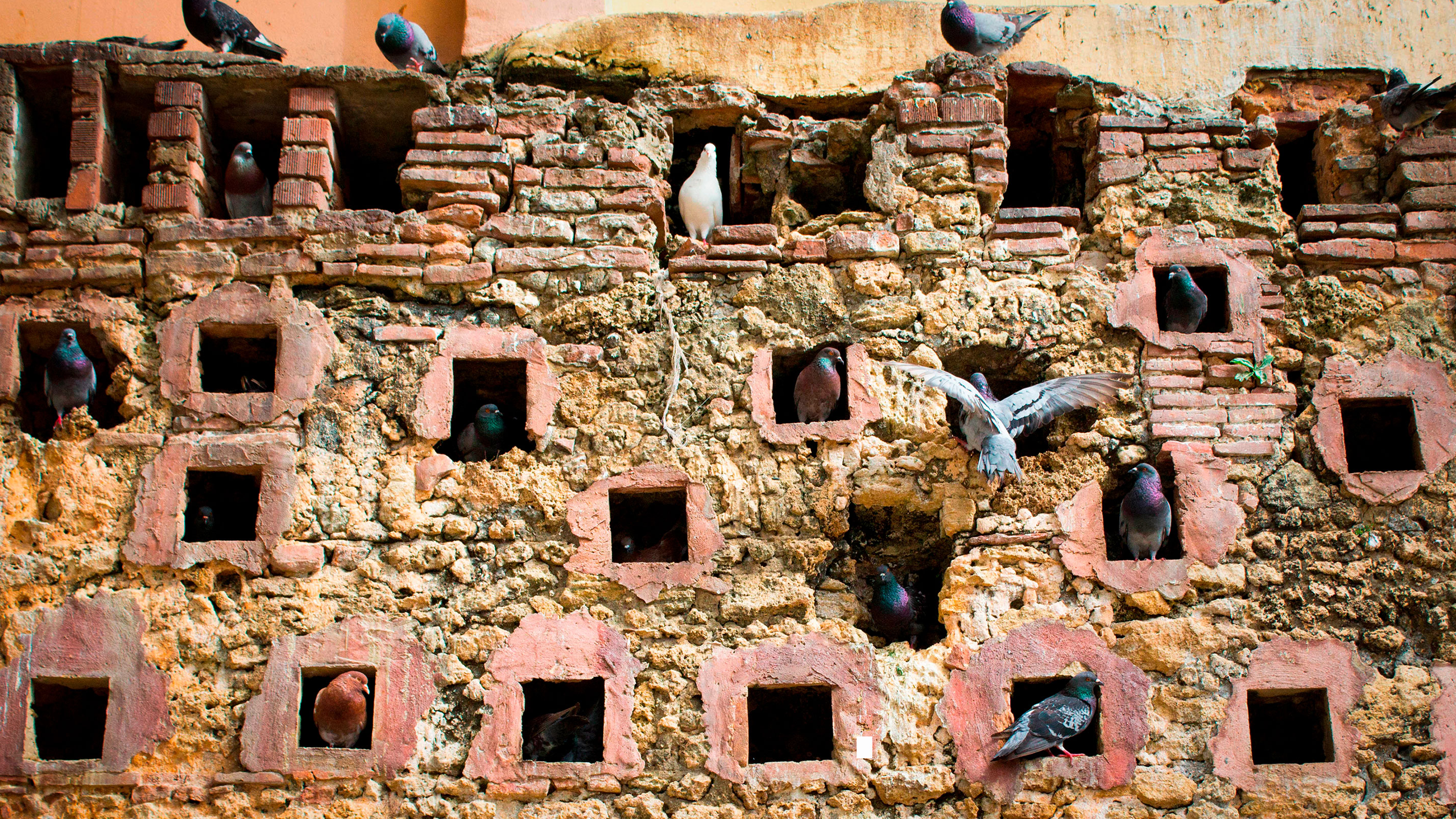 A wall of holes, with pigeons entering and exiting them